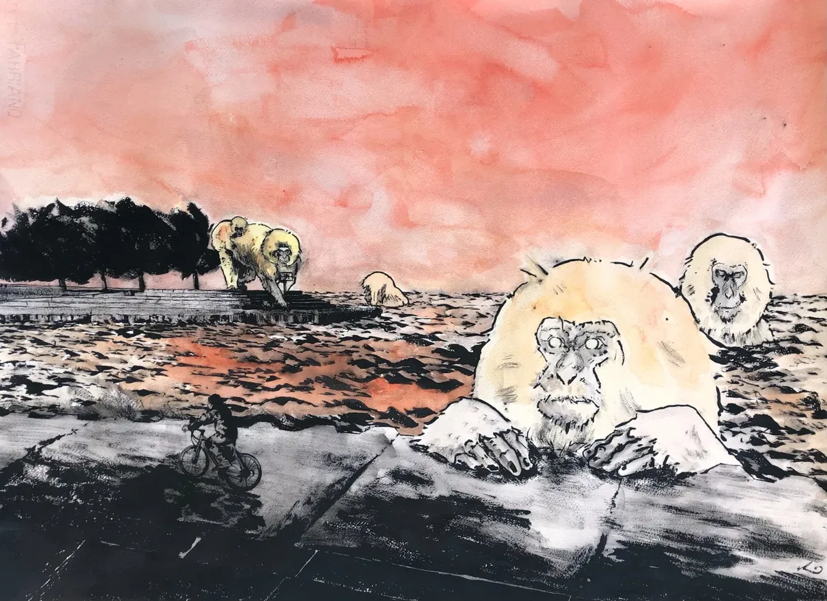 Dusk Monkeys